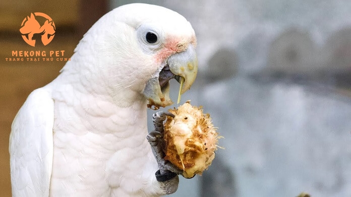 Mua Bán Vẹt Cockatoo Uy Tín Tại TP.HCM